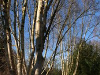Park Betula 2015 02 07 3081